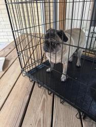 Found/Stray Female Dog last seen Near Oakshade dr New Caney , New Caney, TX 77357