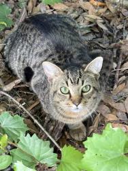 Found/Stray Male Cat last seen Winn Dixie and 326 Ocala Florida 34475, Ocala, FL 34479