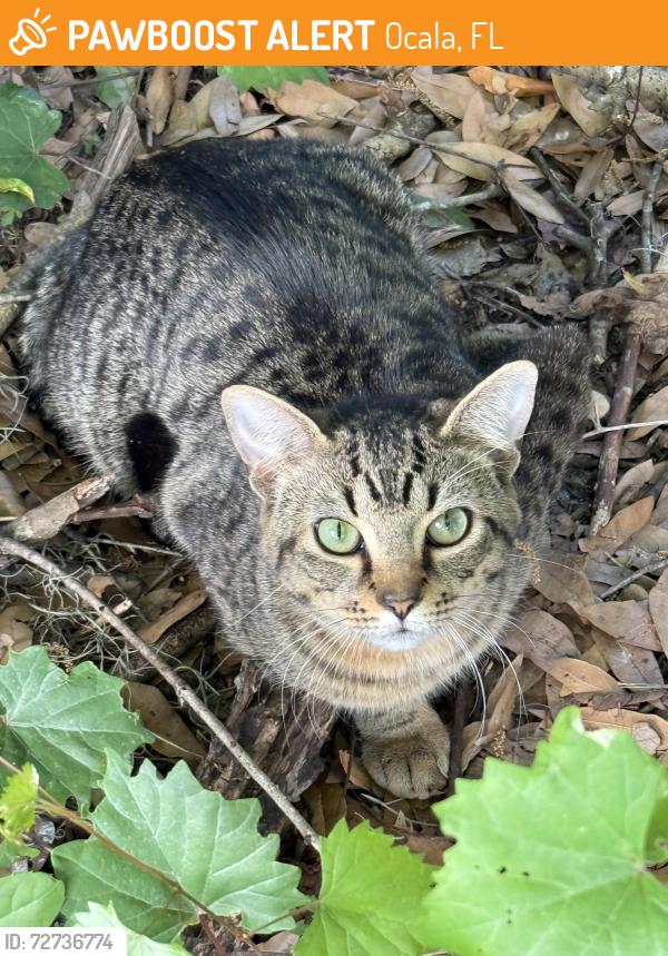 Found/Stray Male Cat last seen Winn Dixie and 326 Ocala Florida 34475, Ocala, FL 34479
