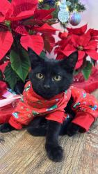 Lost Male Cat last seen Near NE 72nd ave , Vancouver, WA 98686