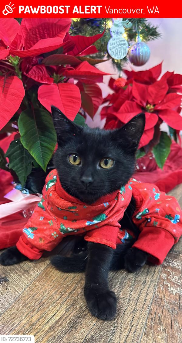 Lost Male Cat last seen Near NE 72nd ave , Vancouver, WA 98686