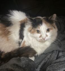 Lost Female Cat last seen Chilmark Ridge Dr, Holly Springs, NC 27540
