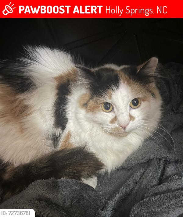 Lost Female Cat last seen Chilmark Ridge Dr, Holly Springs, NC 27540