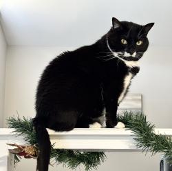 Lost Female Cat last seen Parker Dr and Gerber Dr, Mesquite, TX 75181