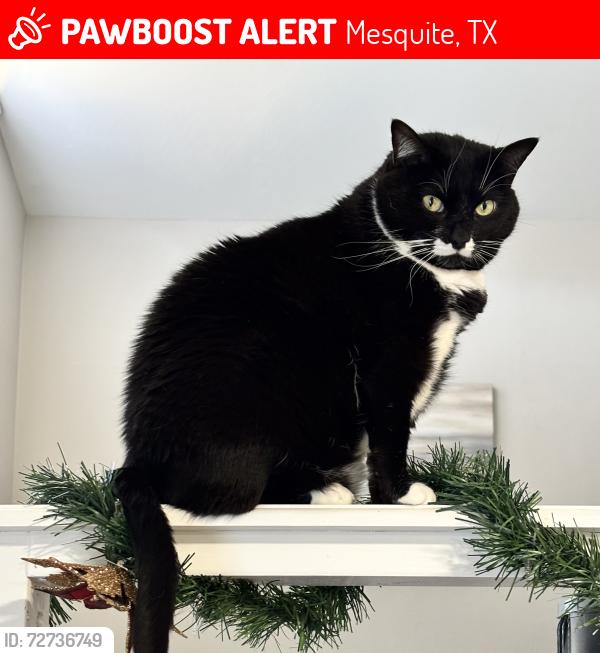 Lost Female Cat last seen Parker Dr and Gerber Dr, Mesquite, TX 75181