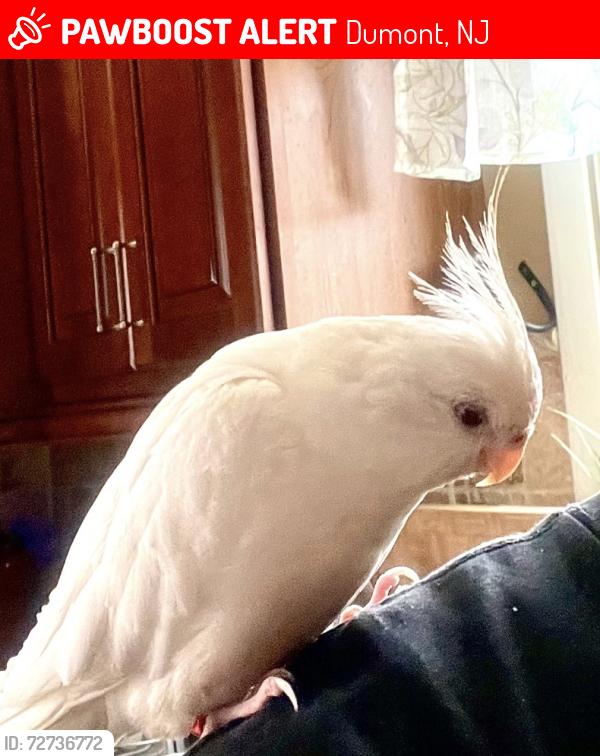 Lost Male Bird last seen Berkley Pl & Cypress Rd, Dumont, NJ 07628