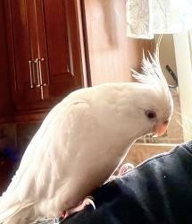 Lost Male Bird last seen Berkley Pl & Cypress Rd, Dumont, NJ 07628