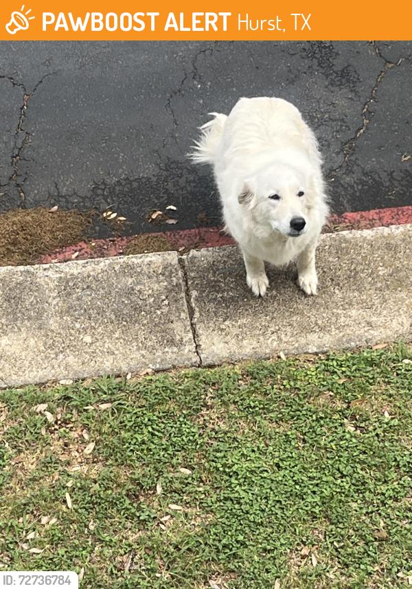 Found/Stray Female Dog last seen E Pecan St and Shady Lane, Hurst, TX 76053
