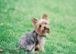 Lost Female Dog last seen Stardust drive south 76148 , Watauga, TX 76148