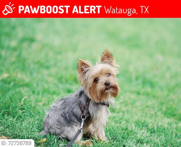 Lost Female Dog last seen Stardust drive south 76148 , Watauga, TX 76148