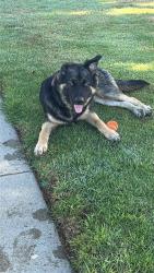 Found/Stray Male Dog last seen Magnolia and garfiedl, Huntington Beach, CA 92646