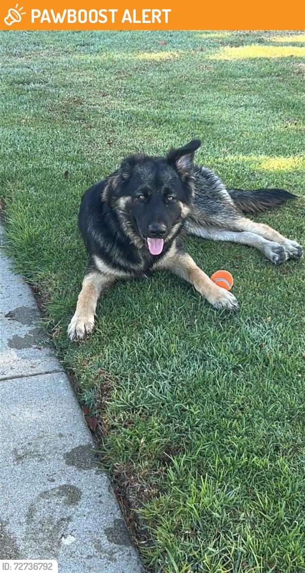Found/Stray Male Dog last seen Magnolia and garfiedl, Huntington Beach, CA 92646