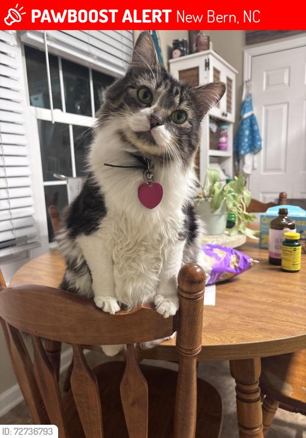 Lost Female Cat last seen Commons ct & rivershore Dr , New Bern, NC 28560
