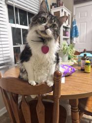 Lost Female Cat last seen Commons ct & rivershore Dr , New Bern, NC 28560