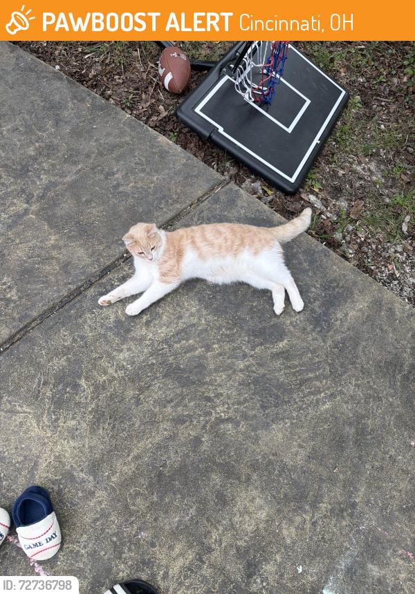 Found/Stray Female Cat last seen Near Drake rd , Cincinnati, OH 45243