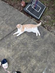 Found/Stray Female Cat last seen Near Drake rd , Cincinnati, OH 45243