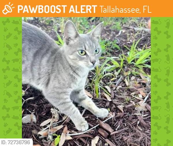 Found/Stray Female Cat last seen Lincoln High School Tallahassee FL, 32311, Tallahassee, FL 32311