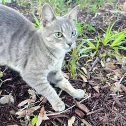 Found/Stray Female Cat last seen Lincoln High School Tallahassee FL, 32311, Tallahassee, FL 32311