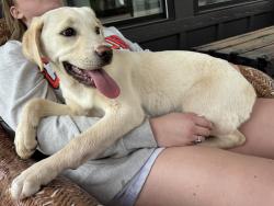 Found/Stray Female Dog last seen West End Auto Detailing , Greenville, SC 29601