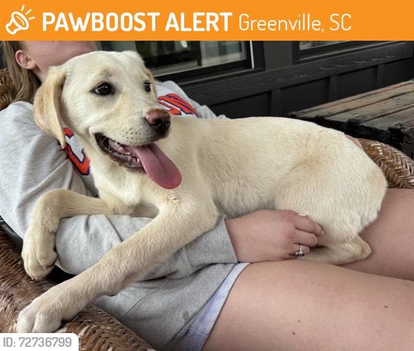 Found/Stray Female Dog last seen West End Auto Detailing , Greenville, SC 29601