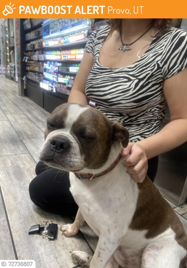 Found/Stray Male Dog last seen Near w center st provo (maverick , Provo, UT 84601