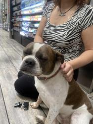 Found/Stray Male Dog last seen Near w center st provo (maverick , Provo, UT 84601