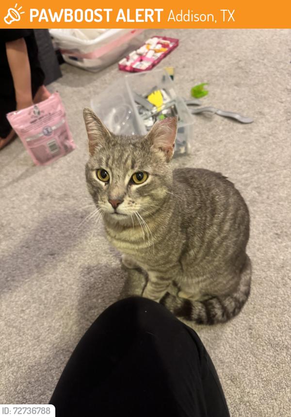 Found/Stray Male Cat last seen Addison Athletic Club, Addison, TX 75001