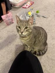 Found/Stray Male Cat last seen Addison Athletic Club, Addison, TX 75001