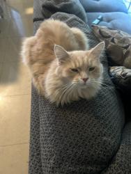 Lost Male Cat last seen Spyglass Drive Rancho Cucamonga , Rancho Cucamonga, CA 91730