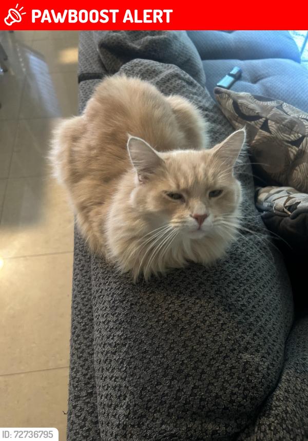 Lost Male Cat last seen Spyglass Drive Rancho Cucamonga , Rancho Cucamonga, CA 91730