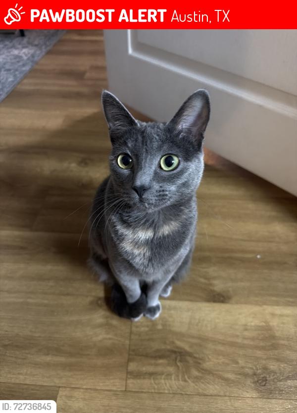 Lost Female Cat last seen Near Montgomery hse, Austin, TX 78705