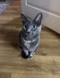 Lost Female Cat last seen Near Montgomery hse, Austin, TX 78705