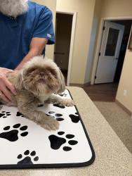 Found/Stray Male Dog last seen Tavern Oak Street , San Antonio, TX 78247