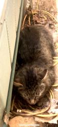 Found/Stray Unknown Cat last seen Timber View, Kernersville, NC 27284