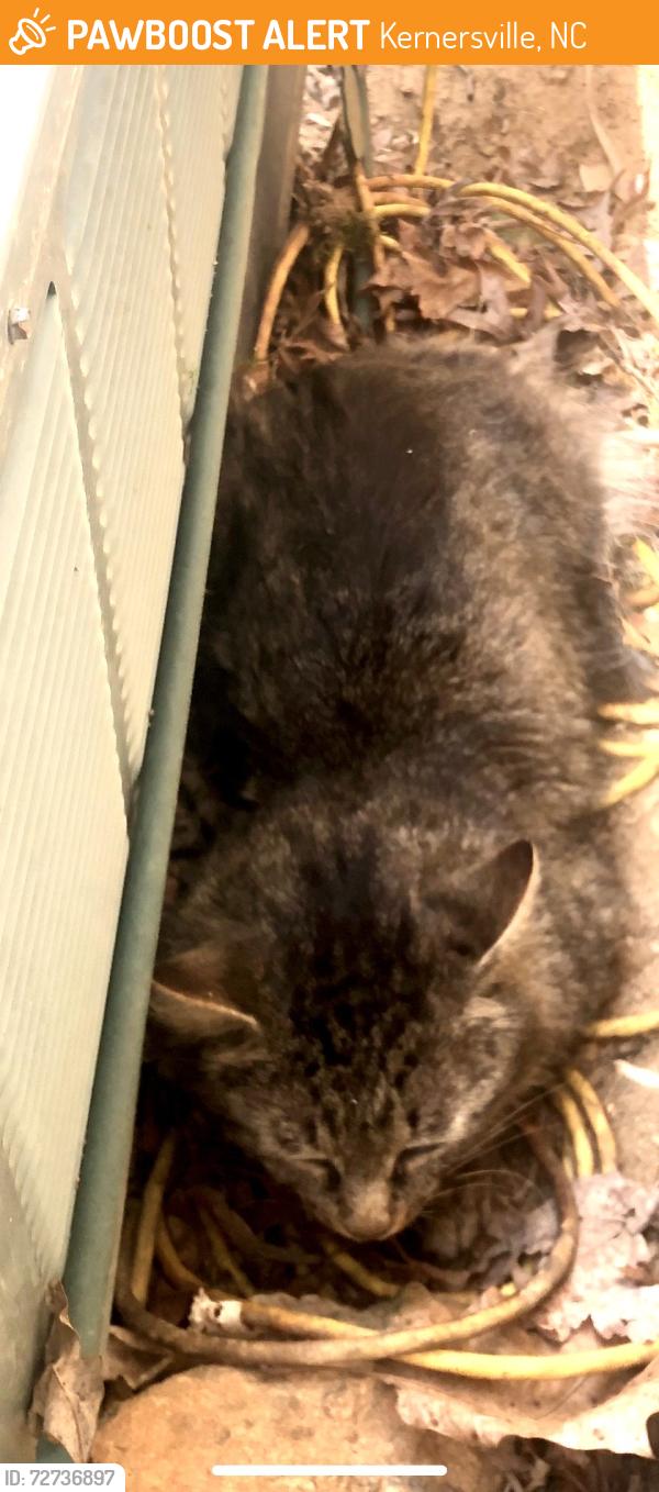 Found/Stray Unknown Cat last seen Timber View, Kernersville, NC 27284