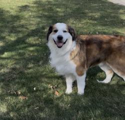 Lost Male Dog last seen Michigan and 146th Street, Zionsville IN, Zionsville, IN 46077