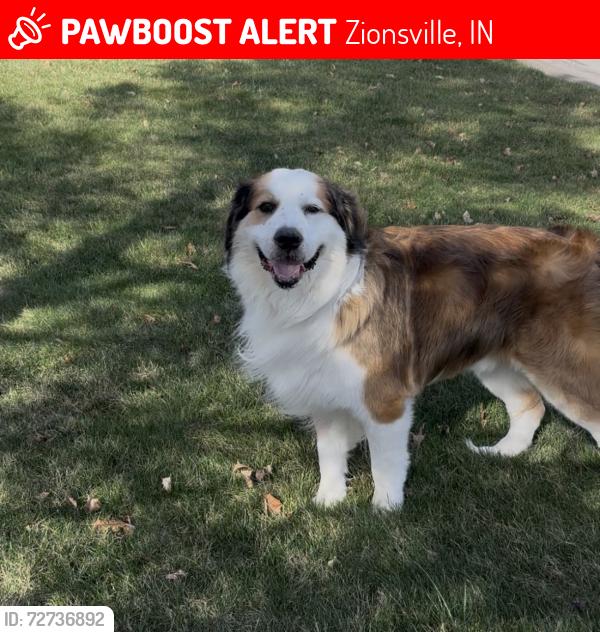 Lost Male Dog last seen Michigan and 146th Street, Zionsville IN, Zionsville, IN 46077
