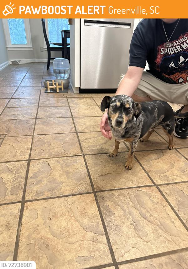 Found/Stray Male Dog last seen Conestee Mill , Greenville, SC 29605