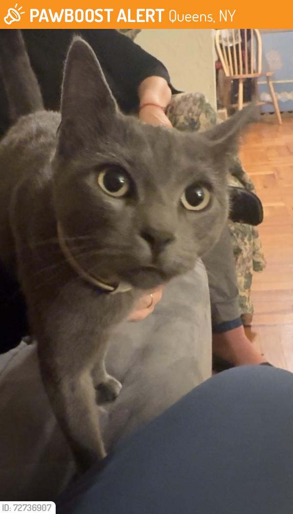 Found/Stray Unknown Cat last seen 91-13 193rd St, Hollis, NY 11423, Queens, NY 11423