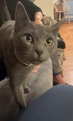 Found/Stray Unknown Cat last seen 91-13 193rd St, Hollis, NY 11423, Queens, NY 11423