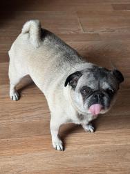 Found/Stray Female Dog last seen Dunn st, New Caney, TX 77357