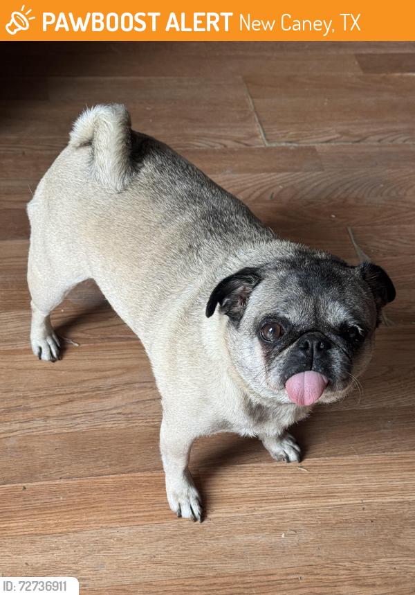 Found/Stray Female Dog last seen Dunn st, New Caney, TX 77357