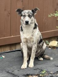 Found/Stray Male Dog last seen Overlook Parkway 78260, San Antonio, TX 78260