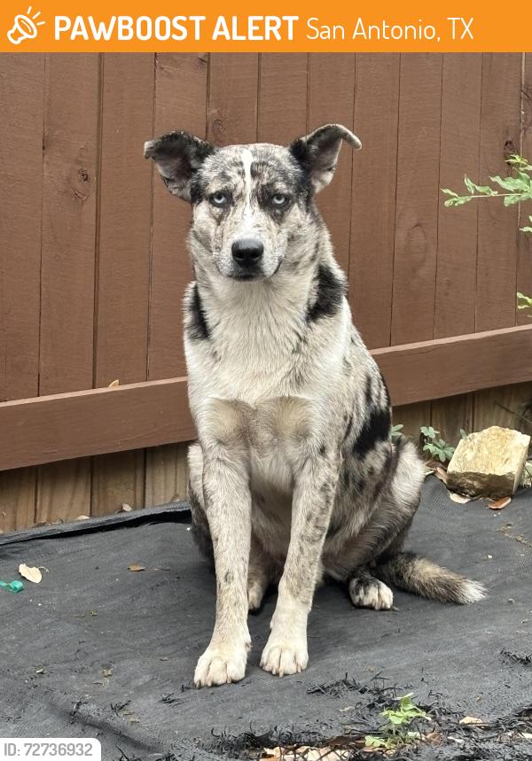 Found/Stray Male Dog last seen Overlook Parkway 78260, San Antonio, TX 78260