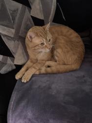 Lost Male Cat last seen Beechbank road, Whitehall, OH 43213