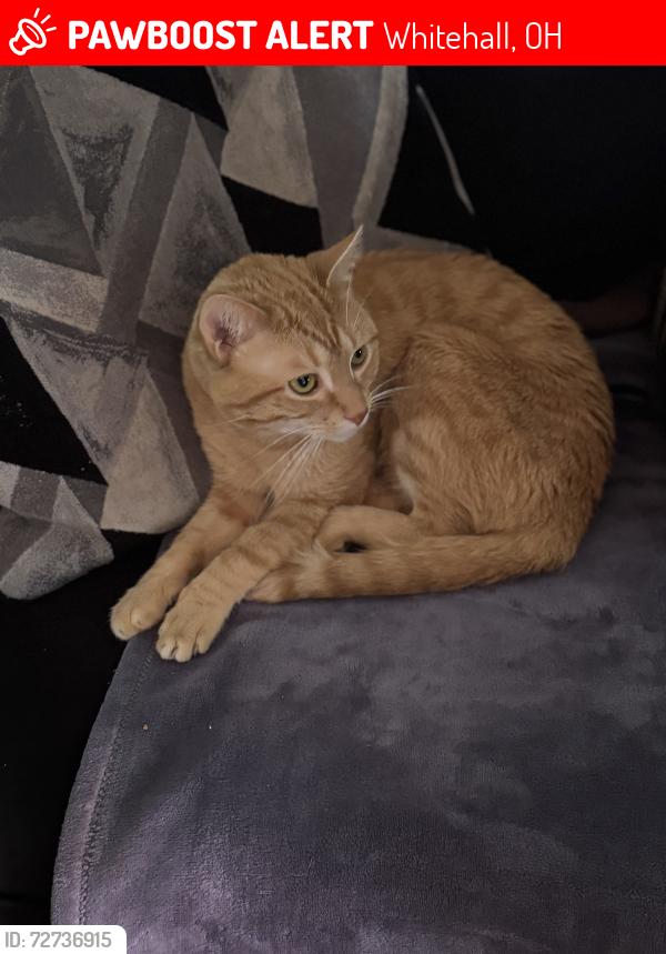 Lost Male Cat last seen Beechbank road, Whitehall, OH 43213