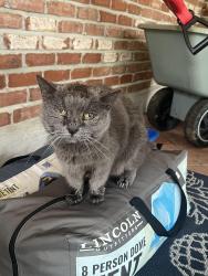 Found/Stray Unknown Cat last seen Mad River Rd and Whipp Rd, Dayton, OH 45459