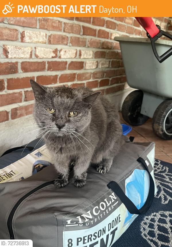 Found/Stray Unknown Cat last seen Mad River Rd and Whipp Rd, Dayton, OH 45459