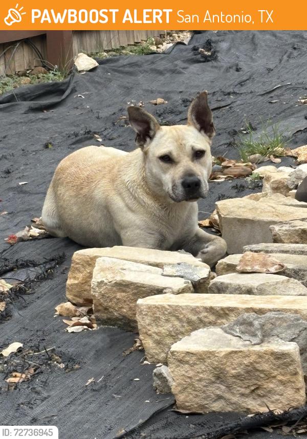 Found/Stray Female Dog last seen Overlook parkway 78260, San Antonio, TX 78260