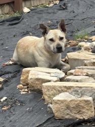 Found/Stray Female Dog last seen Overlook parkway 78260, San Antonio, TX 78260